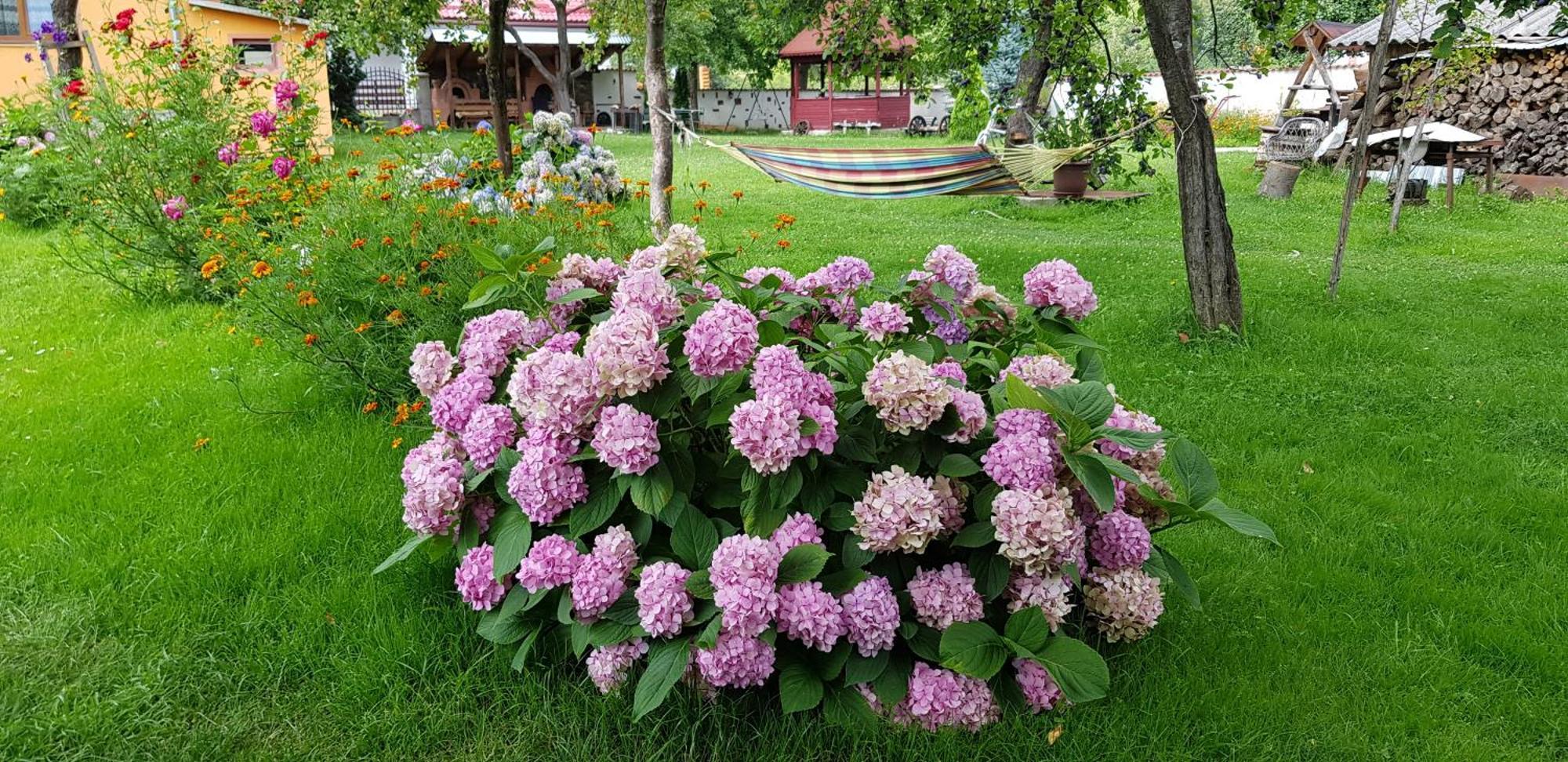 Pensiunea Miraj Polovragi Esterno foto